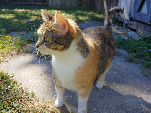 Pet Supply Store «Pet Supermarket South Pasadena», reviews and photos, 6892 Gulfport Blvd S #1000, South Pasadena, FL 33707, USA