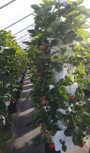 Gift Shop «Sunsational Citrus», reviews and photos, 700 N Central Ave, Umatilla, FL 32784, USA