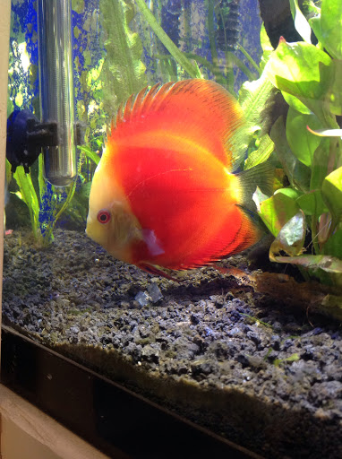 Tropical Fish Store «Ironbound Pet Shop», reviews and photos, 246 Ferry St # 5, Newark, NJ 07105, USA