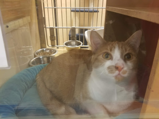 Pet Supply Store «PetSmart», reviews and photos, 3995 Welsh Rd, Willow Grove, PA 19090, USA