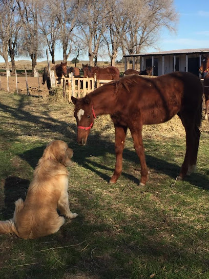 Haras Velocidad y Resistencia