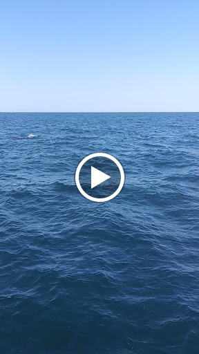 Cruise Agency «Capt. Bill & Sons Whale Watch», reviews and photos, 24 Harbor Loop, Gloucester, MA 01930, USA