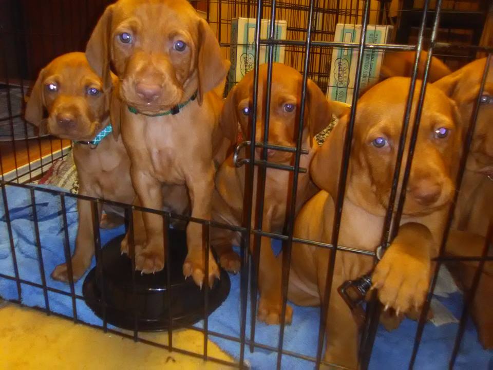 Texas Hill Country Vizsla (HI-BARR Ranch)