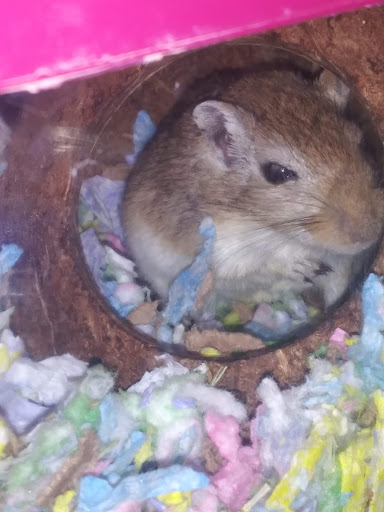 Pet Supply Store «Petco Animal Supplies», reviews and photos, 6137 Mid Rivers Mall Dr, St Charles, MO 63304, USA