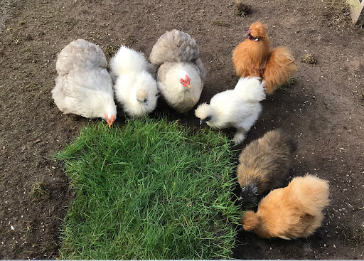 Geflügelpraxis M. Sterneberg unter Schüttorf, Niedersachsen