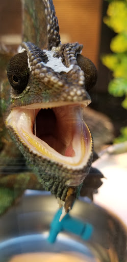 Pet Store «Fish Bowl», reviews and photos, 2117 E Race Ave, Searcy, AR 72143, USA