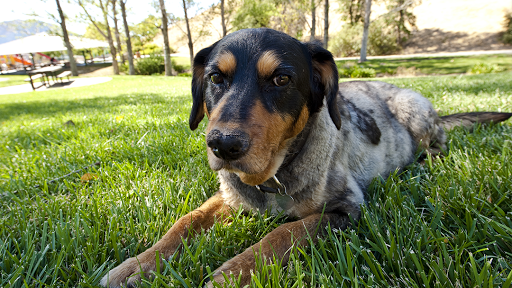 Rice Veterinary Clinic image
