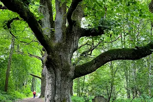 Birnam Oak image