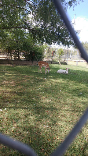 Zoo «Tupelo Buffalo Park & Zoo», reviews and photos, 2272 Coley Rd, Tupelo, MS 38801, USA