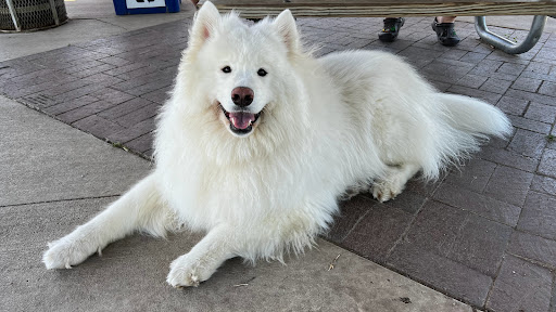 Golf Course «Lyon Oaks Golf Club», reviews and photos, 52251 Pontiac Trail, Wixom, MI 48393, USA