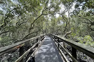 Wynnum Mangrove Boardwalk image