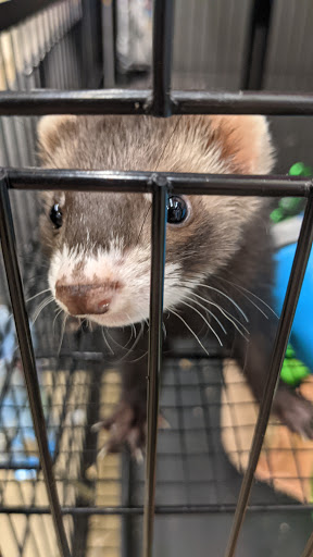 Pet Supply Store «Pet Supplies Plus», reviews and photos, 400 Lowell Ave Suite 14, Haverhill, MA 01832, USA