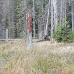 Photo n°5 de l'avis de Bert.c fait le 04/10/2022 à 15:24 sur le  Arberseehaus à Bayerisch Eisenstein