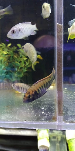 Tropical Fish Store «Coral Reef Aquariums», reviews and photos, 8416 N Armenia Ave, Tampa, FL 33604, USA