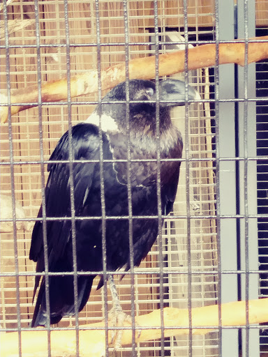 Zoo «Animal World & Snake Farm Zoo», reviews and photos, 5640 Interstate 35 Frontage Rd, New Braunfels, TX 78132, USA