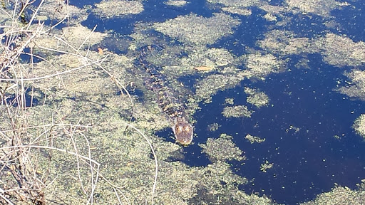 Park «Cypress Wetlands», reviews and photos, 1700 Paris Ave, Port Royal, SC 29935, USA