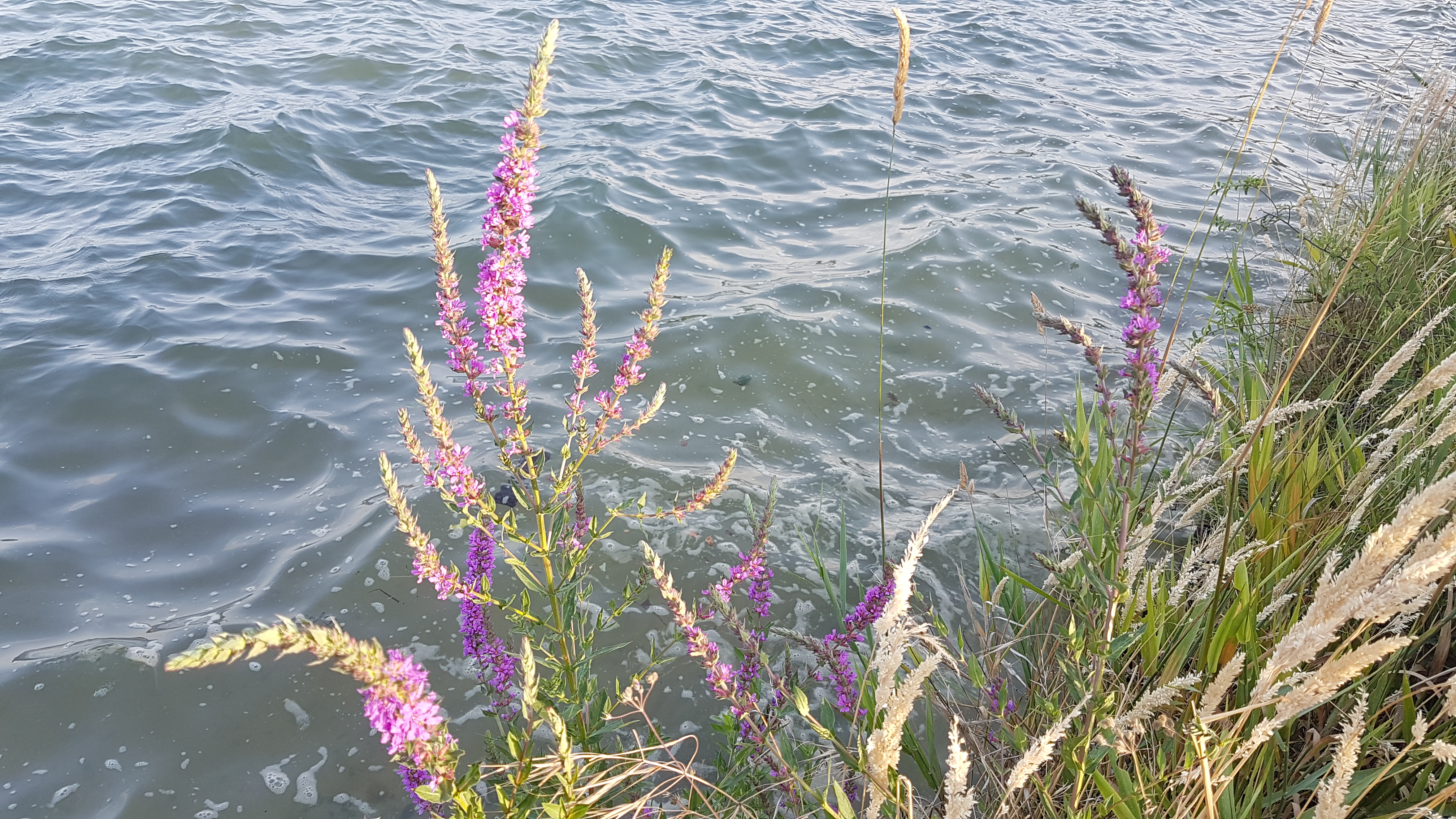 Photo n° 2 de l'avis de Isabelle.e fait le 25/07/2019 à 18:24