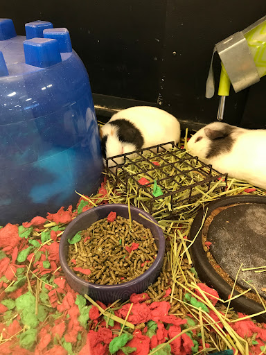 Pet Supply Store «PetSmart», reviews and photos, 1203 N Landing Way, Renton, WA 98057, USA