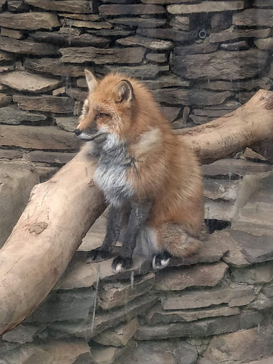 Wildlife Park «Wildlife & Ecology Center», reviews and photos, 249 Buckley Rd, Holtsville, NY 11742, USA