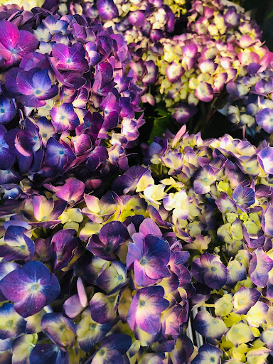 Florist «Hobby Hill Florist Inc», reviews and photos, 541 N Ridgewood Dr, Sebring, FL 33870, USA