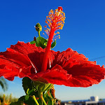 Photo n°7 de l'avis de alessandro.e fait le 10/10/2020 à 14:33 sur le  Hotel Villa Rita à Forio