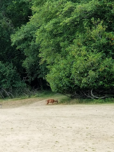 Tourist Attraction «Tillicum Village», reviews and photos, Blake Island, Port Orchard, WA 98366, USA
