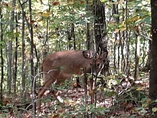 Nature Preserve «Reynolds Nature Preserve», reviews and photos, 5665 Reynolds Rd, Morrow, GA 30260, USA