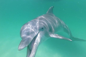 Panama City Dolphin Seafari Tours