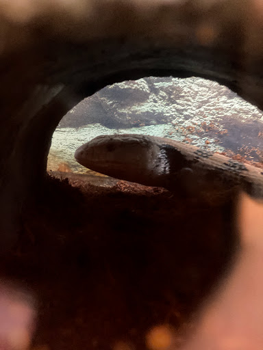 Pet Supply Store «Petco Animal Supplies», reviews and photos, 16417 Merchants Ln, King George, VA 22485, USA