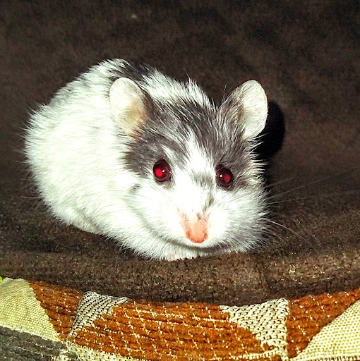 Golf Course «Gresham Golf Course», reviews and photos, 2155 NE Division St, Gresham, OR 97030, USA