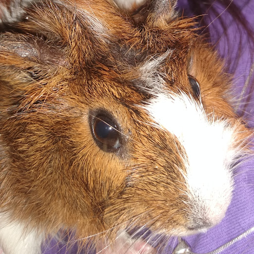 Pet Supply Store «PetSmart», reviews and photos, 114 Commerce Way, Woburn, MA 01801, USA