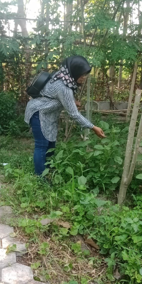 Kebun Herbal BBM