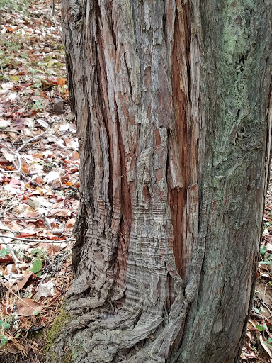 Tourist Attraction «Oregon Vortex», reviews and photos, 4303 Sardine Creek L Fork Rd, Gold Hill, OR 97525, USA