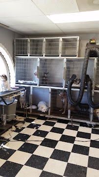 Dog-Gone Gorgeous - Photo 6 - Car repair in Santa Maria, CA, Santa Maria