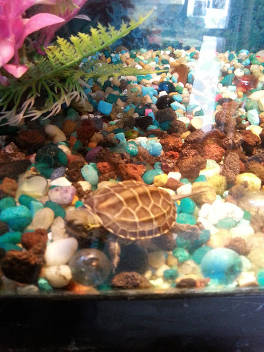 Pet Supply Store «Pet Station Jackson», reviews and photos, 1617 E Michigan Ave, Jackson, MI 49202, USA