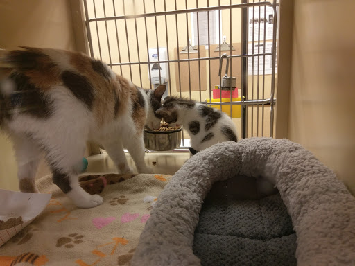 Pet Supply Store «PetSmart», reviews and photos, 5401 N Garland Ave, Garland, TX 75040, USA