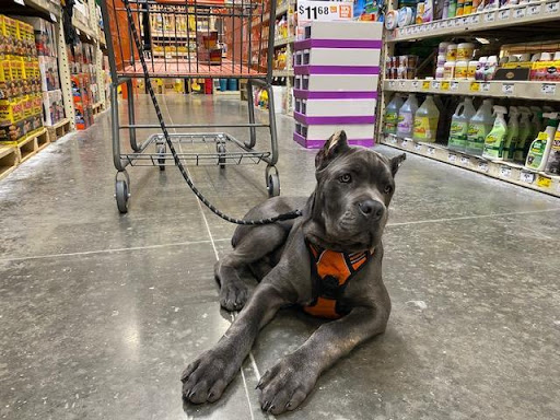 Cane Corso For Sale