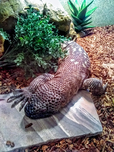 Pet Store «Exotic Pets», reviews and photos, 2410 N Decatur Blvd #160, Las Vegas, NV 89108, USA