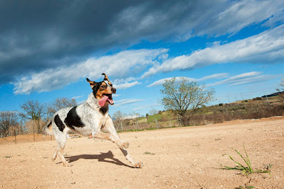 Pelutopia - etologia canina en Masia la Serra