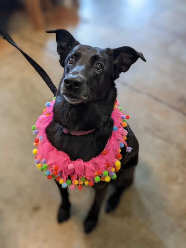 Pet Supply Store «Lucky Dog Outfitters», reviews and photos, 3411 6th Ave, Tacoma, WA 98406, USA