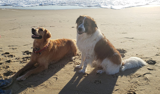 Grocery Store «Sandbridge Seaside Market», reviews and photos, 209 Sandbridge Rd, Virginia Beach, VA 23456, USA