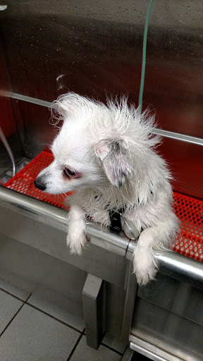 Pet Supply Store «Chow Hound Pet Supplies», reviews and photos, 5265 Northland Dr NE, Grand Rapids, MI 49525, USA