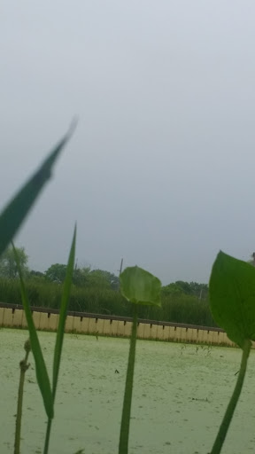 Nature Preserve «Lincoln Marsh», reviews and photos, Harrison Ave & Pierce Ave, Wheaton, IL 60187, USA