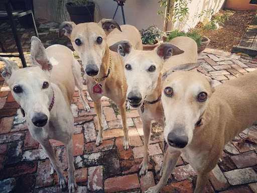 Pet Supply Store «Largo Feed & Garden Supply Inc», reviews and photos, 210 W Bay Dr, Largo, FL 33770, USA