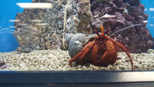 Pet Supply Store «Petco Animal Supplies», reviews and photos, 31419 Pacific Hwy S, Federal Way, WA 98003, USA