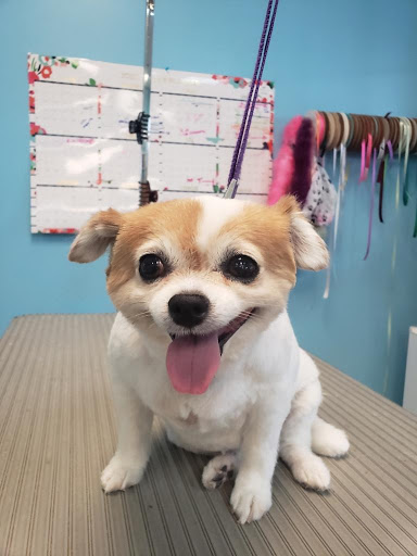 Pet Store «Canine Carousel», reviews and photos, 43135 Broadlands Center Plaza #129, Ashburn, VA 20148, USA