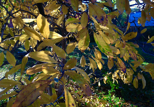 Museum «Hunter House Victorian Museum», reviews and photos, 240 W Freemason St, Norfolk, VA 23510, USA