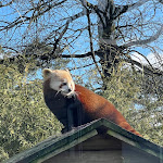 Photo n° 1 de l'avis de Christophe. fait le 06/03/2024 à 15:28 pour Zoo de Jurques à Dialan sur Chaîne