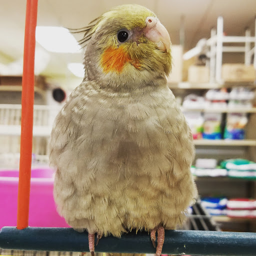 Pet Supply Store «Pet World», reviews and photos, 6527 Centralia Rd, Chesterfield, VA 23832, USA