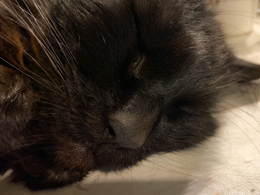 Pet Supply Store «I Love My Pet Food and Supplies», reviews and photos, 899 Nostrand Ave, Brooklyn, NY 11225, USA